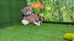 Cavalier King Charles Spaniel Adolescent Puppy for sale